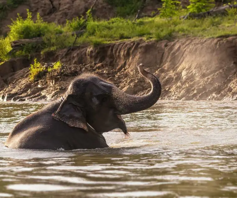 Elephant Sanctuary in Thailand